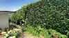 Ego Multi Tool Hedge Trimmer Satisfying On 4 5metre Tall Hedges Unedited