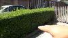 How To Trim Hedges Diy Landscaping Tutorial