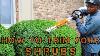 How To Trim Your Shrubs Fast And Easy