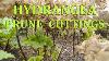 Hydrangeas How To Prune And Take Hardwood Cuttings