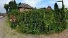 I Can T Do It Anymore The Homeowner Says Of His Overgrown Hedge