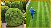 Satisfying Hedge Trimming U0026 Lawn Mowing Skills Edging Lawn U0026 Care Cutting Grass U0026 Bush 03