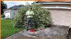 This Shrub Is So Big They Can T Use The Garage Echo 58v Hedge Trimmer Abused
