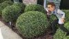 Trimming Round Ball Bushes